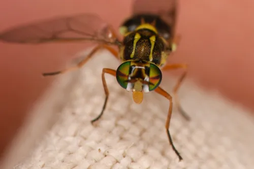 Crowned Euparyphus