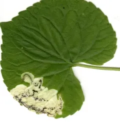 Violet Leafmining Sawfly thumbnail 2
