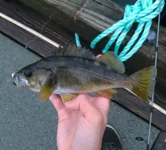 Yellowtail Rockfish thumbnail 2