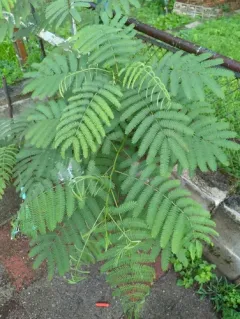 Persian silk tree thumbnail 4