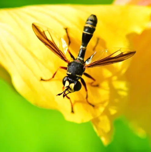 Physocephala marginata