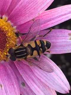 Northwestern Marsh Fly thumbnail 1