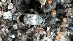 Whitemarked Fleahopper thumbnail 2