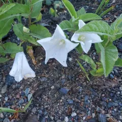 Low False Bindweed thumbnail 3