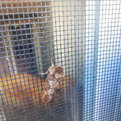 Arcane Grass Tubeworm Moth thumbnail 2