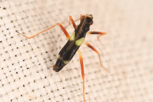 Mimoceps insignis