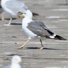 Lesser Black-backed Gull thumbnail 4