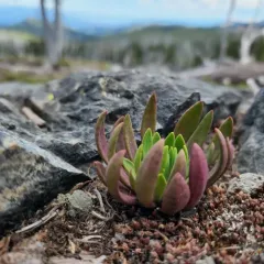 Columbian lewisia thumbnail 4