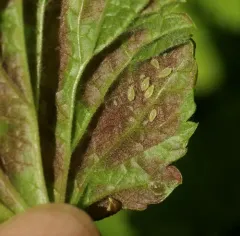 Redcurrant Blister Aphid thumbnail 2