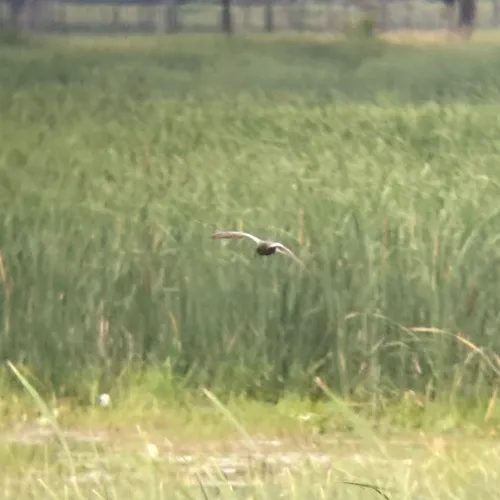 Black Tern