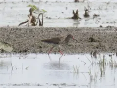 Common Redshank thumbnail 3