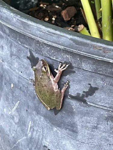 Squirrel Treefrog