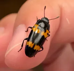 Red-banded Fungus Beetle thumbnail 4
