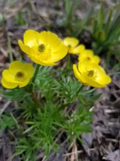alpine buttercup thumbnail 3