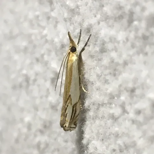 Double-banded Grass-veneer