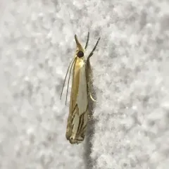 Double-banded Grass-veneer thumbnail 1