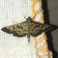 Darker Diacme Moth thumbnail 1