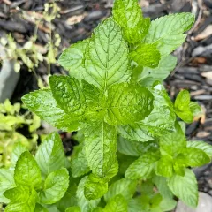spearmint thumbnail 3