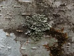 Powdered Honeycomb Lichen thumbnail 2