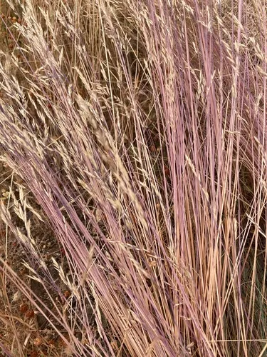 Harford's oniongrass