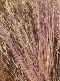 Harford's oniongrass thumbnail 1