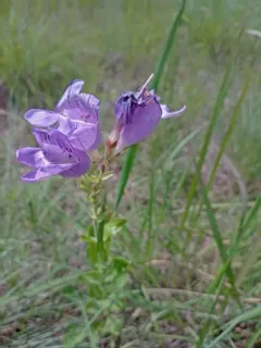 cobaea beardtongue thumbnail 2