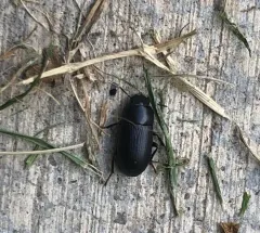 Opatroides punctulatus thumbnail 2