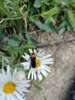Fire-necked Longhorn Beetle thumbnail 2