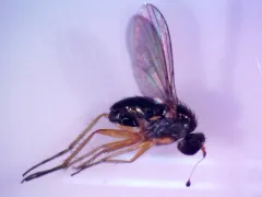Gymnopternus nigribarbus thumbnail 2