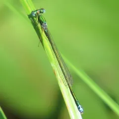 Sedge Sprite thumbnail 3