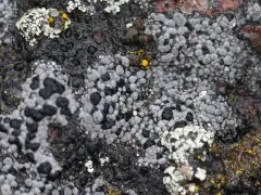 Twin Map Lichen thumbnail 3