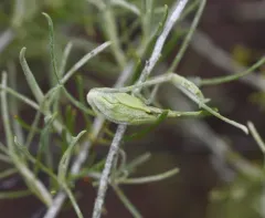 Rabbitbrush stem gall moth thumbnail 2