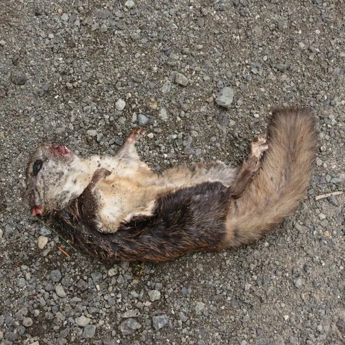 Northern Flying Squirrel