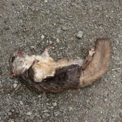 Northern Flying Squirrel thumbnail 1
