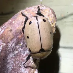 Grapevine Beetle thumbnail 3
