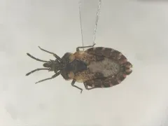 Aradus proboscideus thumbnail 1