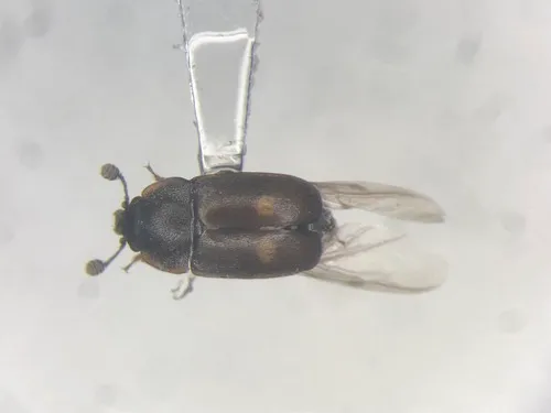 Two-dots Sap Beetle