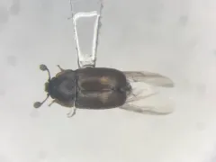 Two-dots Sap Beetle thumbnail 1