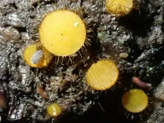 Cheilymenia stercorea thumbnail 1