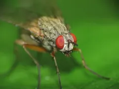 Helina depuncta thumbnail 1