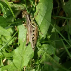 Northern Spur-throat Grasshopper thumbnail 2