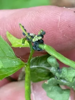 Garlic Mustard Aphid thumbnail 4