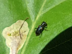 Red-shouldered Clerid thumbnail 3
