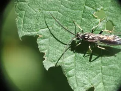 Coelichneumon azotus thumbnail 2