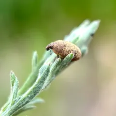 Lesser Knapweed Flower Weevil thumbnail 3