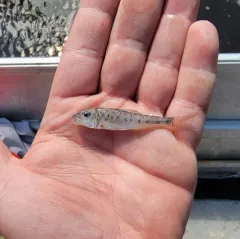 Trout-perch thumbnail 2