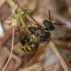 Eastern Ant-Queen Kidnapper thumbnail 3