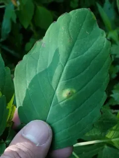 orange wheat rust thumbnail 3