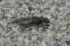 Cafius seminitens thumbnail 1