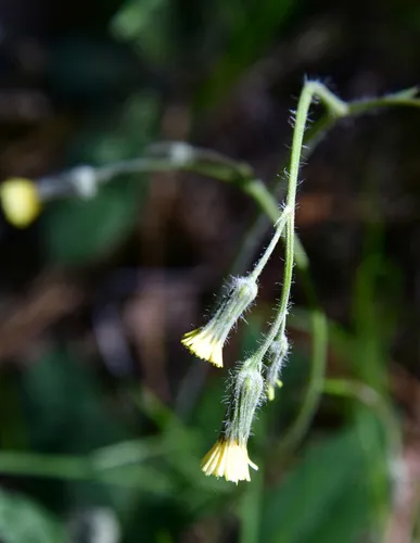 Fendler's Hawkweed